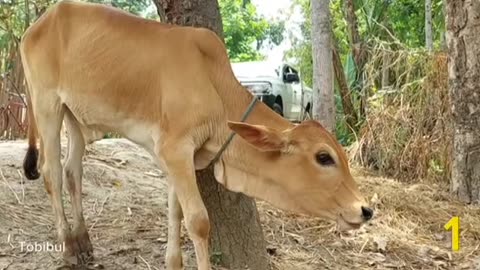 Have you ever heard the sound of a cow? Click on the video and hear the sound in a new way.