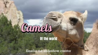 Video tribute to all Camels 🐪 in the world. Nature at its best.