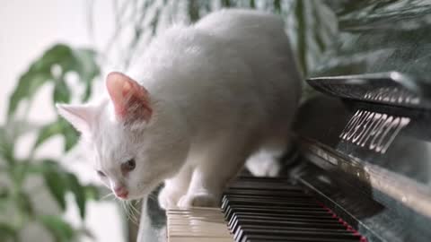 Cat is cute nice baby on the music