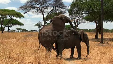African Bush Elephant Copulating In Serengeti Np Tanzania