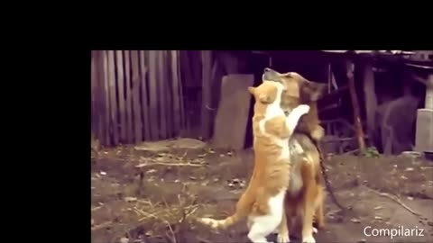 Cute Cat Funny Video 😂