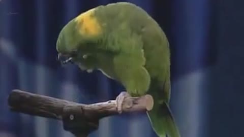 Unbelievable Singing Parrot, amazing video