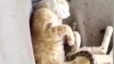 The cat slept happily until... what?