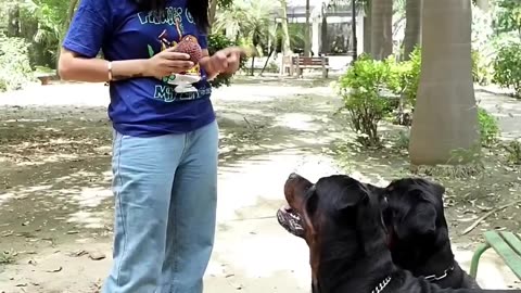 Dog Behaviour Especially Rottweilers. Mother Of Rottweiler With Rottweilers