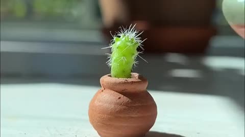 tiny cacti in tiny pots 🪴