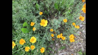 They Flame Flower California Poppy September 2021