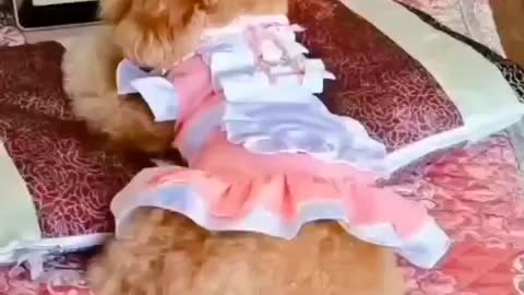 Funny and Cute dog watch Tv