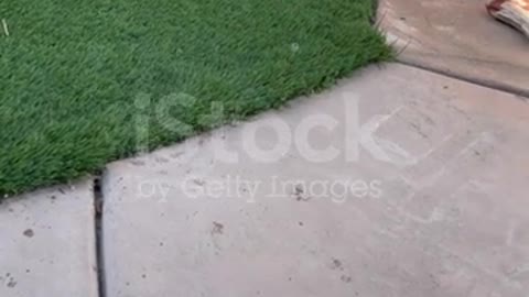 A Biewer puppy playing with bubbles.