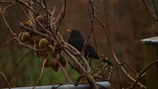 black sparrow eating kiwi