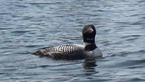 Loon and Loonlets