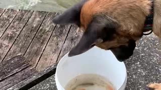 Dog loves fishing from bucket