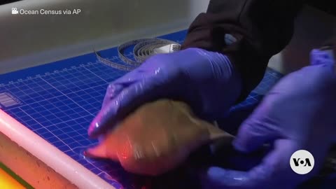 Endangered Angelsharks Are Tagged and Monitored off the Canary Islands | VOA News