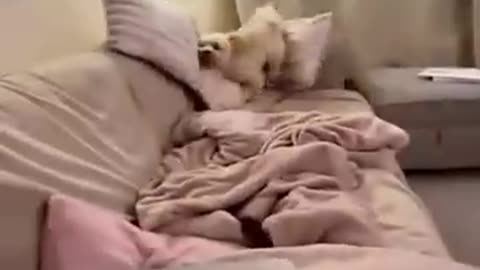Funny animals - Funny cats / dogs - Funny animal videos 34
