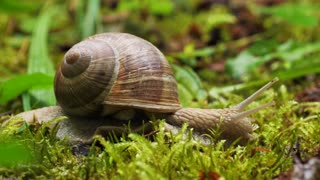 The Snail is inching on the grass