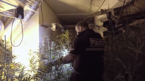 DRUG BUST: Police Arrest 17 And Dismantle GBP 2.5-Million Cannabis Empire