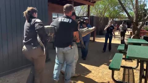 Alligator allegedly stolen over 20 years ago returned to Texas zoo