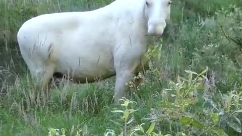 Extraordinary white moose was spotted taking a dip in a pool in Sweden's Varmland County