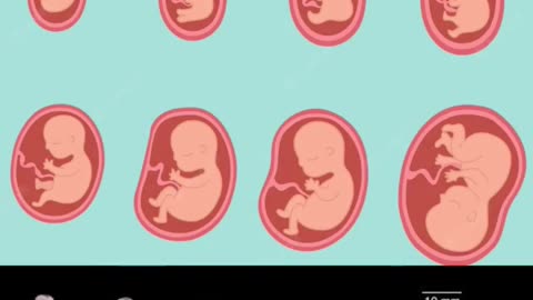 embryonic Development In Mother's Womb month by month👶❤️ Fetus Growing in Moms Womb 👶 v.n 536