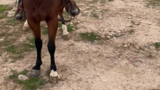 Horse Gives Morning A Kick Start