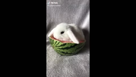 Cute Bunnies That Ive Found on Tik Tok BUNNY COMPILATION