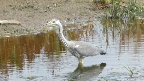Heron's Hunt: A Mesmerizing Quest for Food