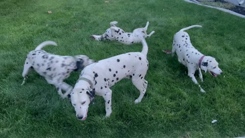Funny Dalmatians Roll Around In The Yard!