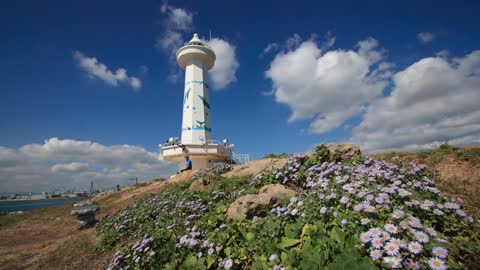 슬도등대 해국