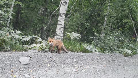 the fox is curious