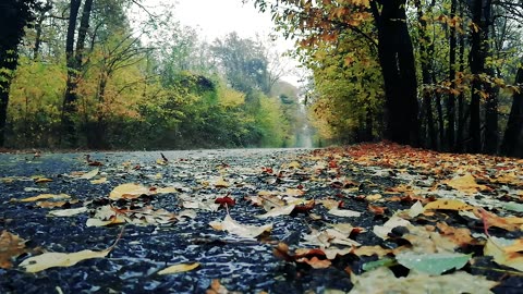 GENTLE RAIN IN THE FOREST