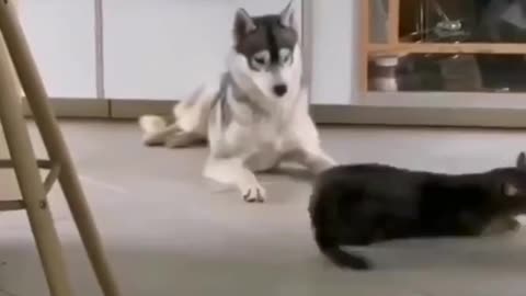 Cat fight with an dog