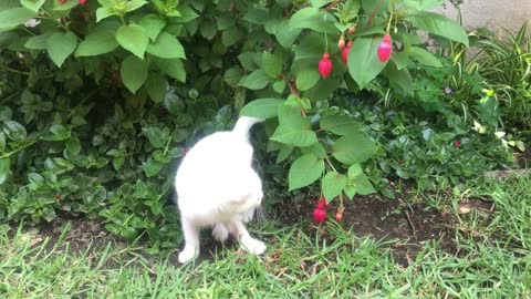 White cat playing with a flowering plant