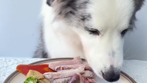 greedy dogs helpers originally simple to choose fresh food …