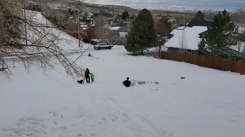 Doggo on Sleddo