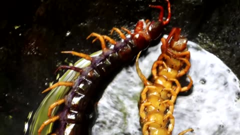 Survival skills: Find Centipede & grilled on clay for food - Cooking Centipede eating delicious