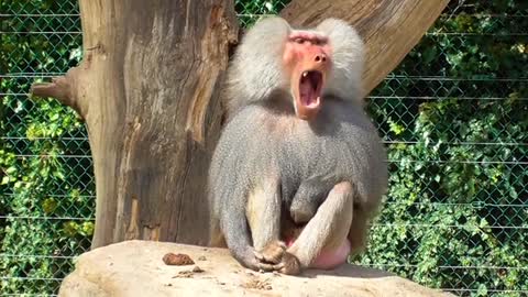 Funny sleepy monkey video🤣🤣