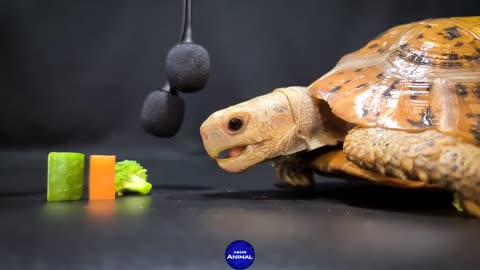 ASMR MUKBANG | TURTLE TORTOISE EATING FOOD