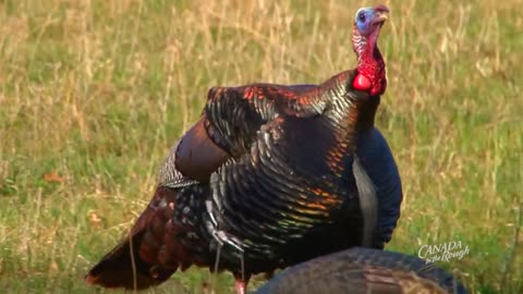 Where to Shoot a Turkey | BEST OF HUNTING Compilation