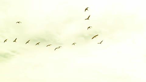 Pelicans at Boco Chica Beach, Texas, near Starbase - Slow Motion