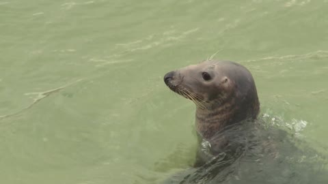 Wild Grey Seal