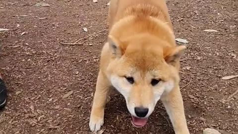Shiba Inu's Journey To $1: How Much Does It Need To Jump?