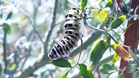 Metamorphic Wonders: The Enchanting World of Caterpillars
