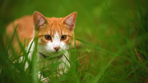 White cat lying among the grasses seen up close