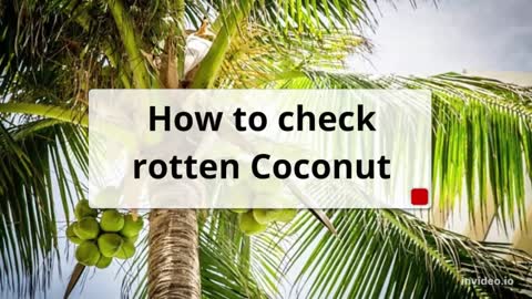 How to check rotten coconut