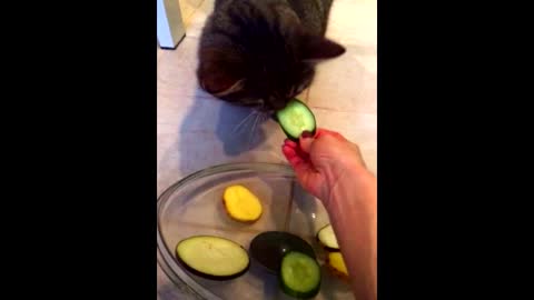 The cat plays roulette and wins ...