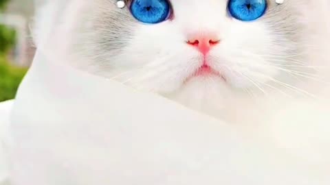 Beautiful cat in the world 💞 viral cat video