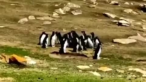 Viral Video: Penguin Gets Mixed With Another Group, Friend Goes To Take It Back