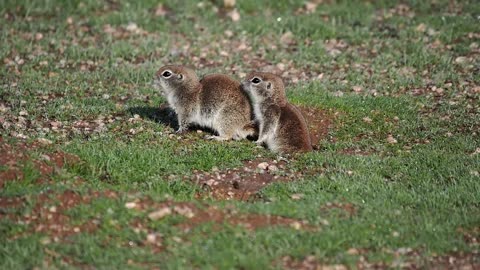Round-tailed Ground Squirrels