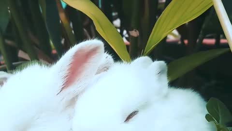 So cute rabbits