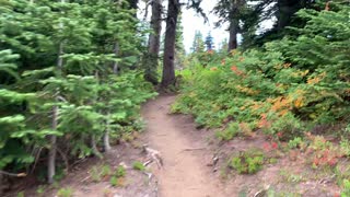 Oregon - Mount Hood - Trickle Crossing + Red Wild Berries