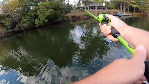 Catching Huge Bass with Frog Lures!